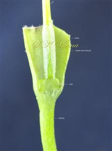  Flower V.S.